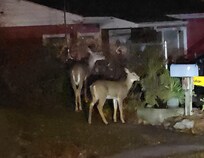 Deer out front!