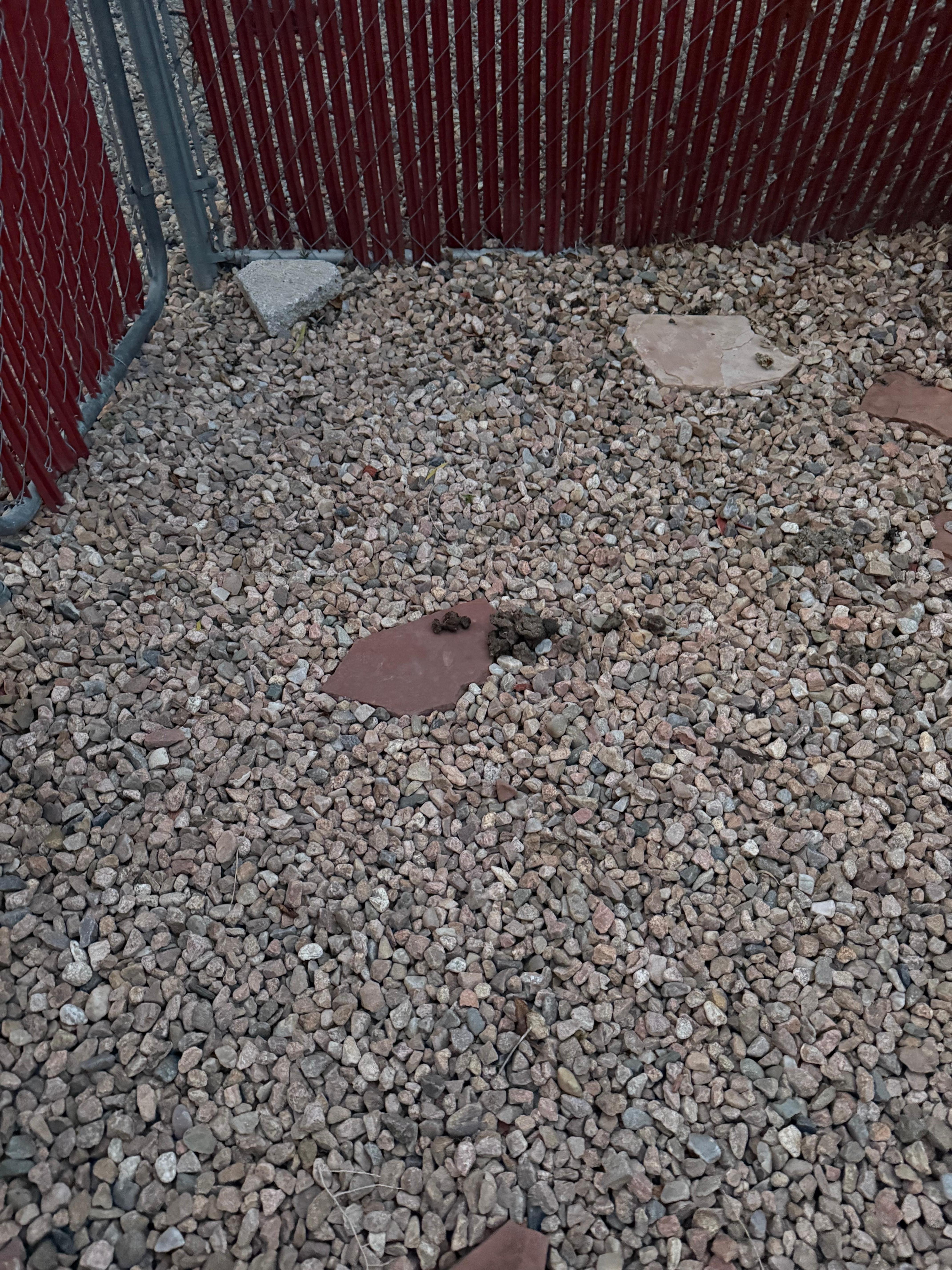 Dog poop in backyard