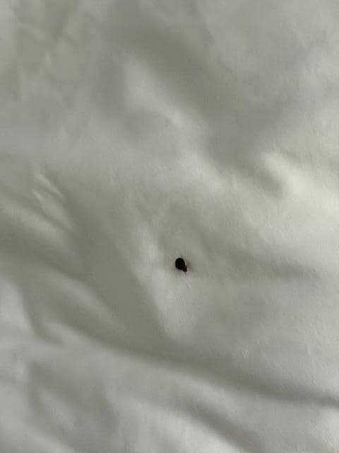 Large bedbug found on sheets (original photo has meta data that links to hotel.)