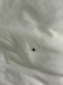Large bedbug found on sheets (original photo has meta data that links to hotel.)