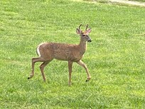 Evening visitor!