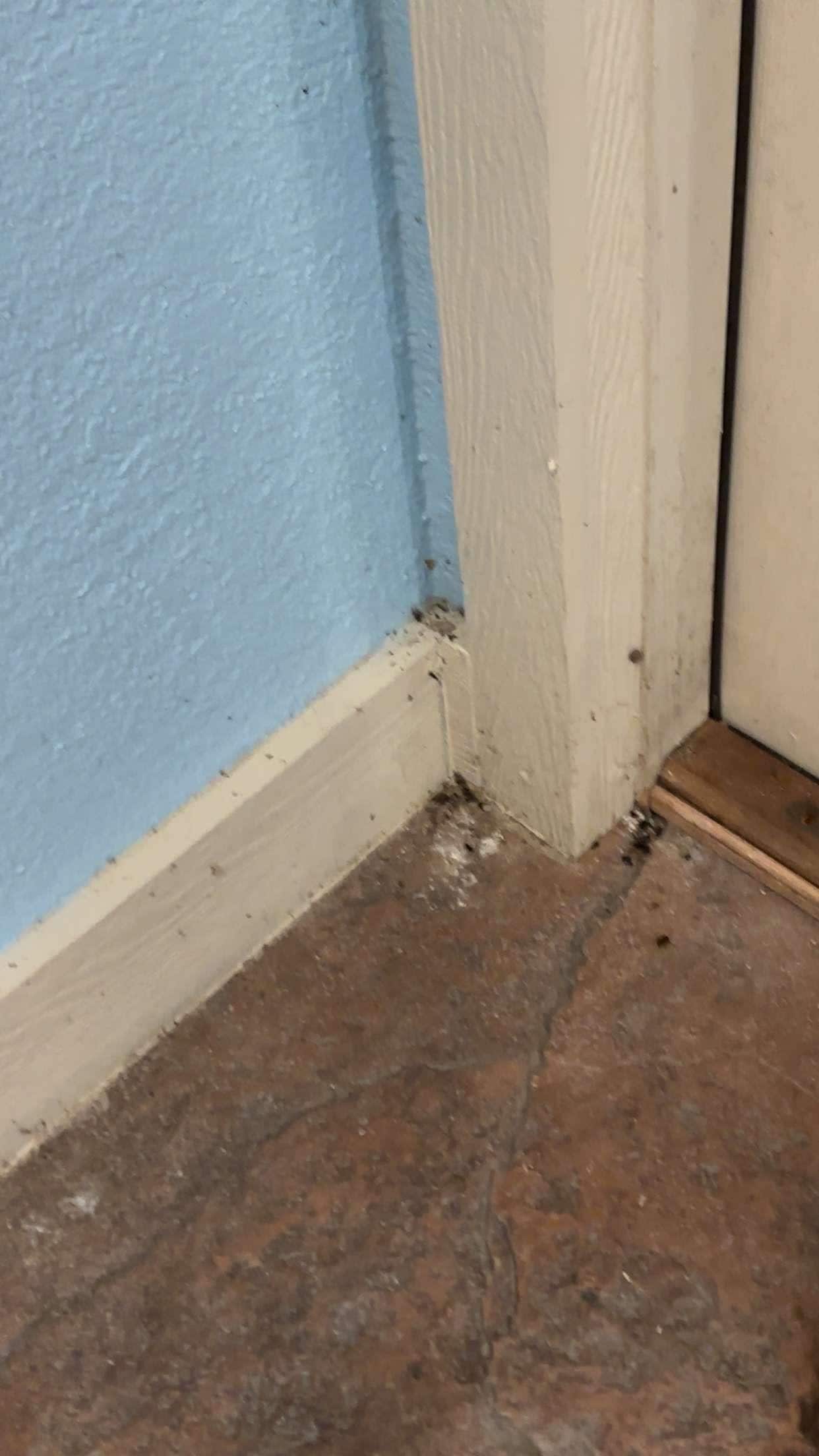 Dirt and bugs on floor