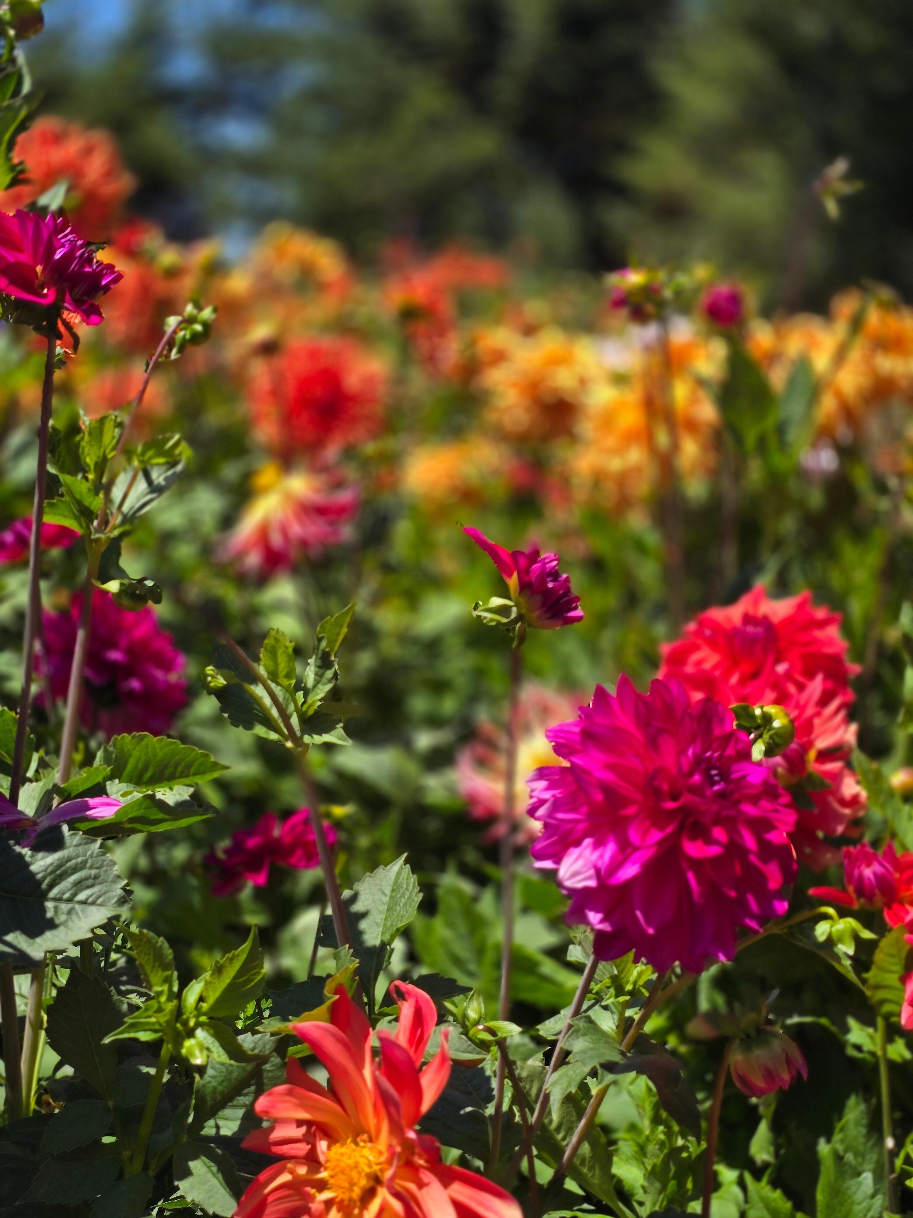 Botanical Gardens