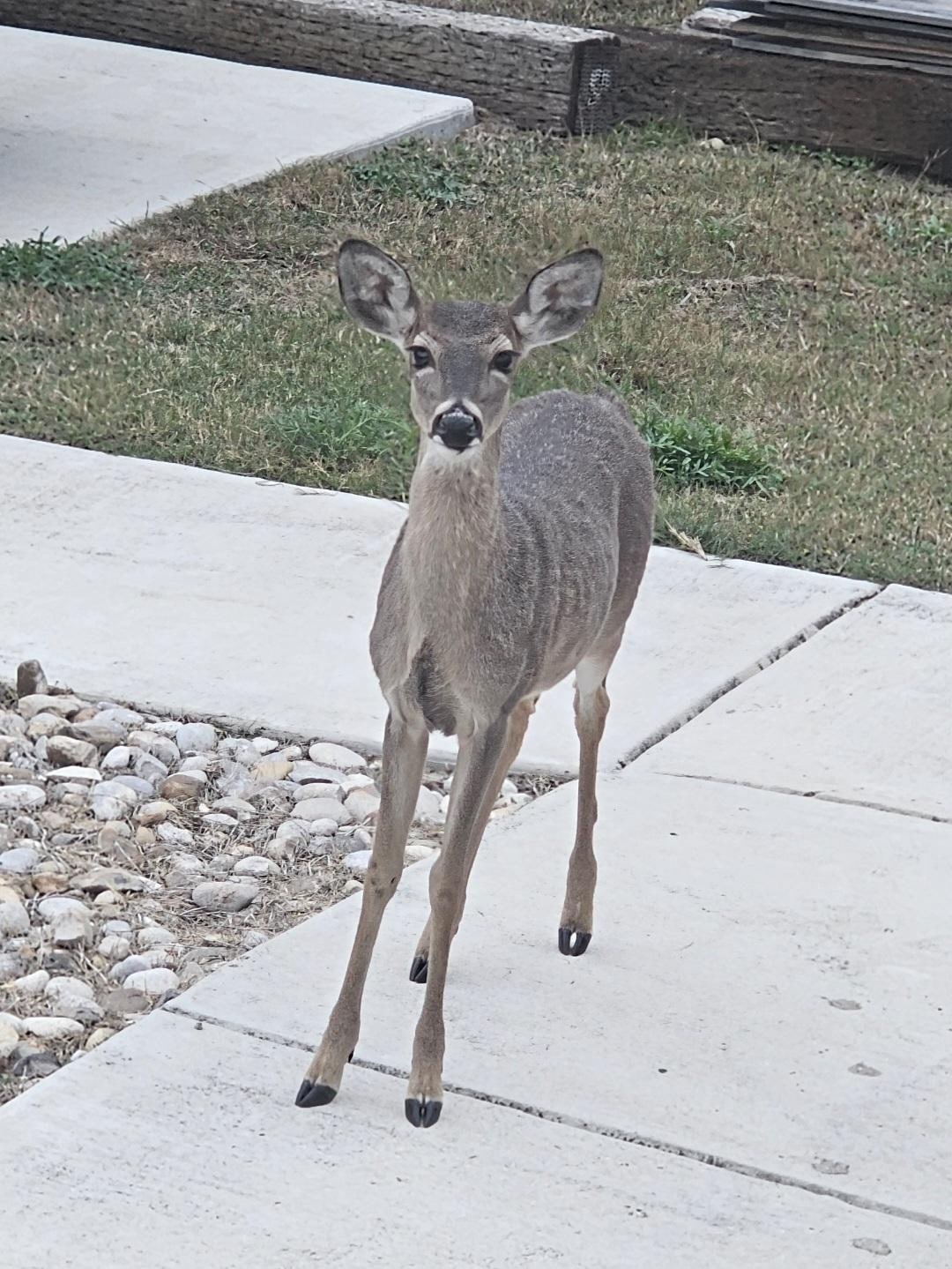 "Good morning." This little one was so friendly! 