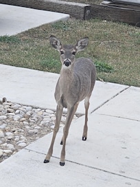 "Good morning." This little one was so friendly!