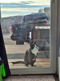Ranch kitty checking on our satisfaction