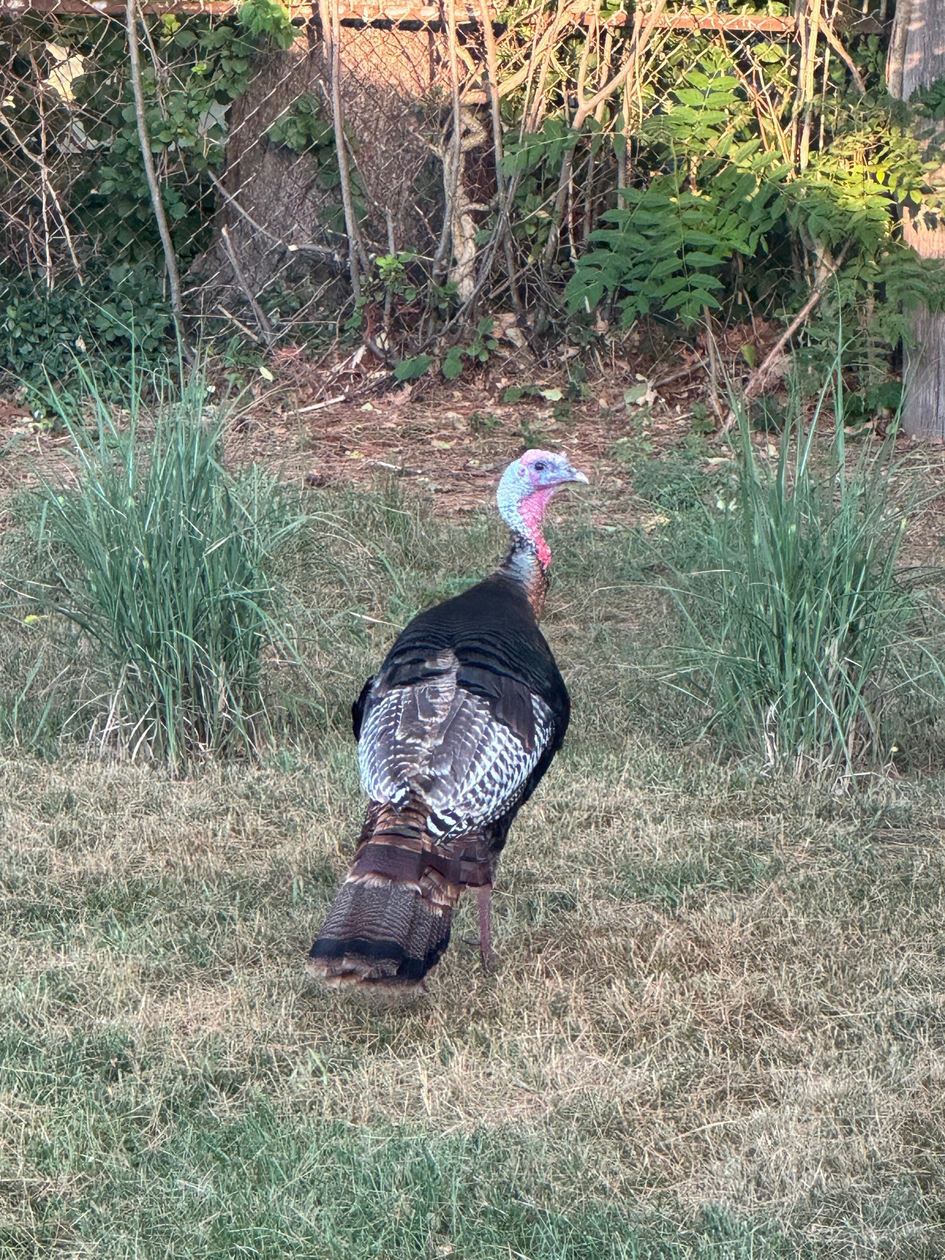 Right outside the back door. Saw him everyday! 