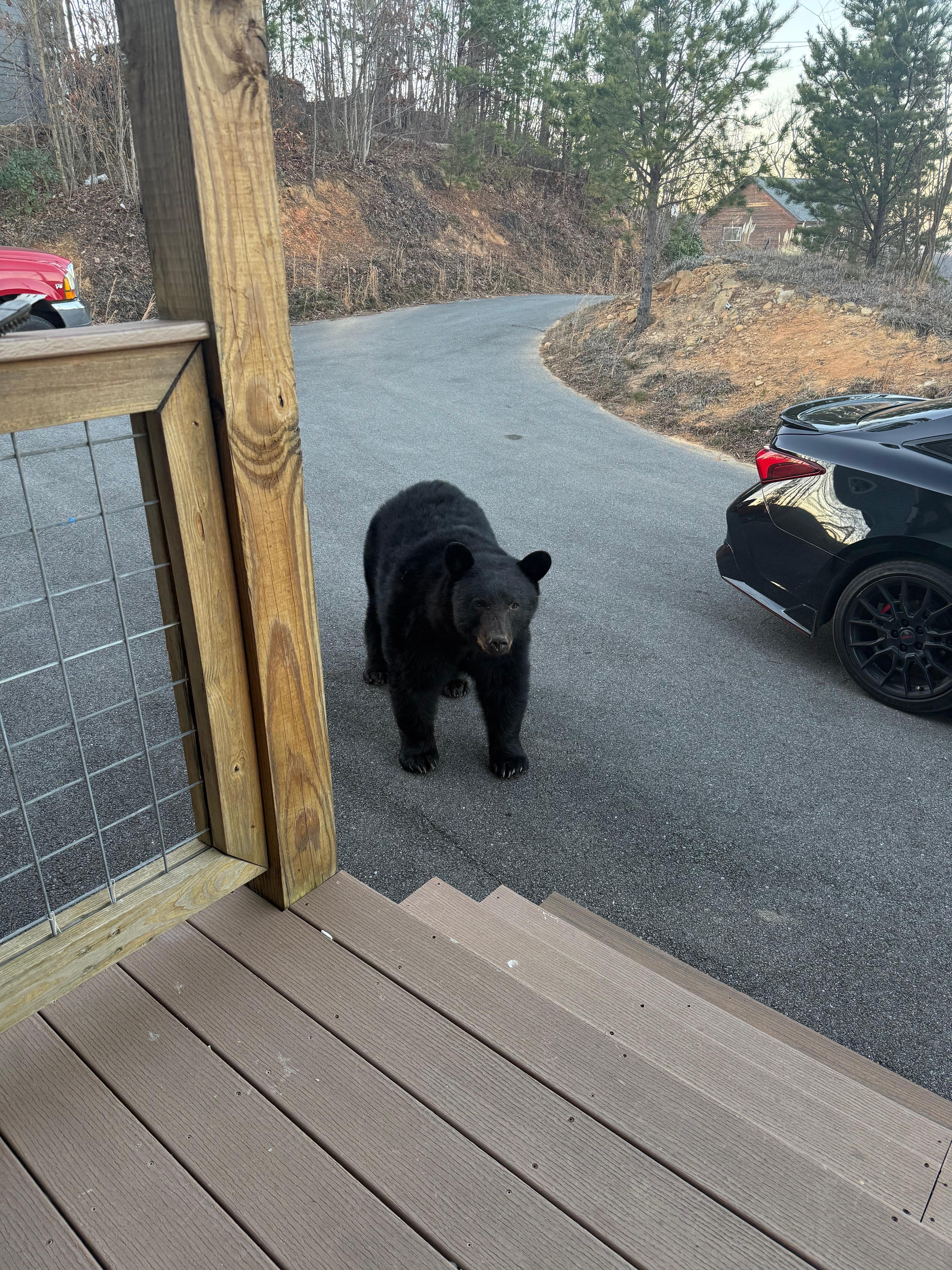 Just a little curious visitor!