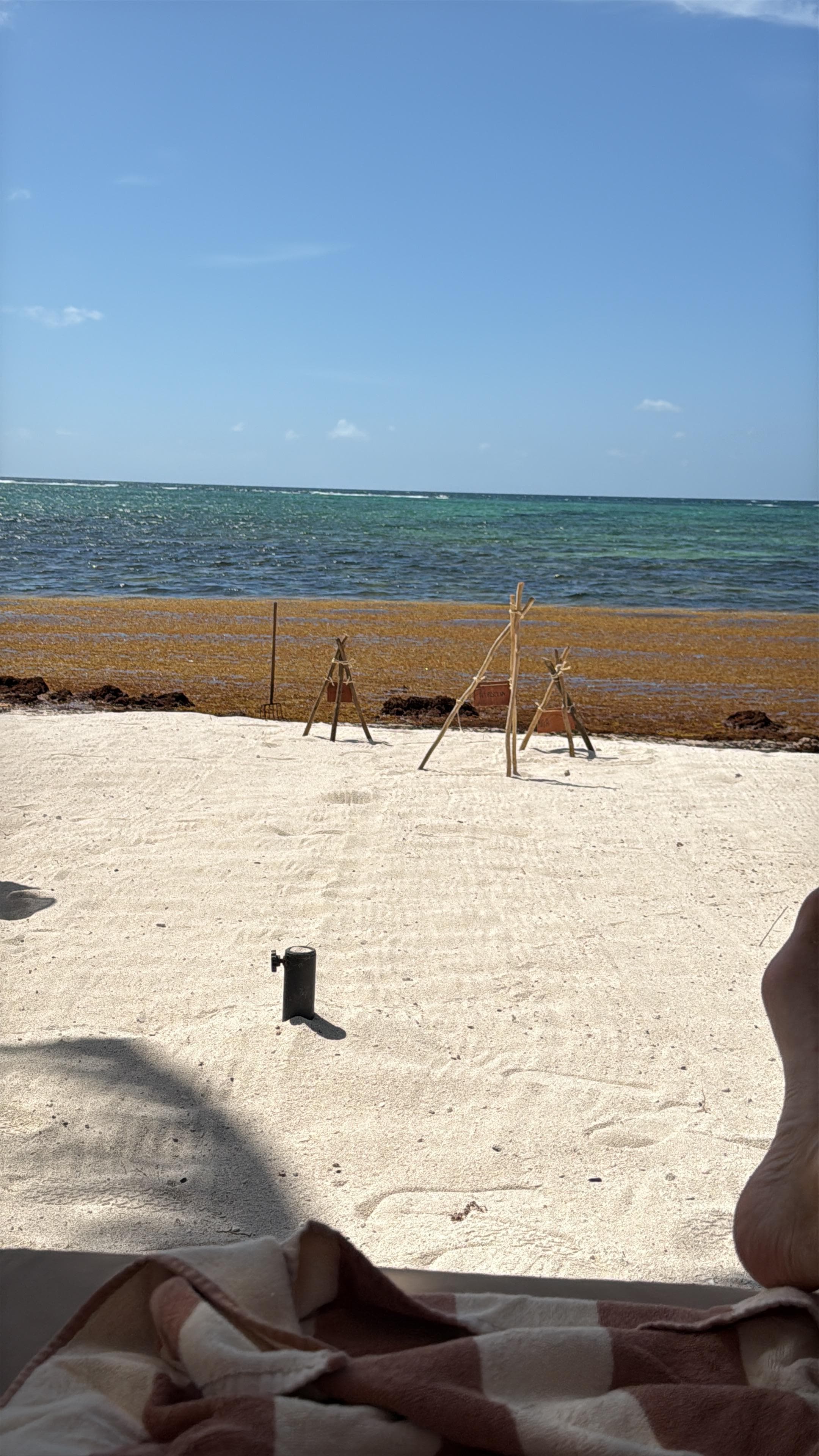 Sargassum invasion!