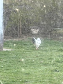 Neighborhood chickens