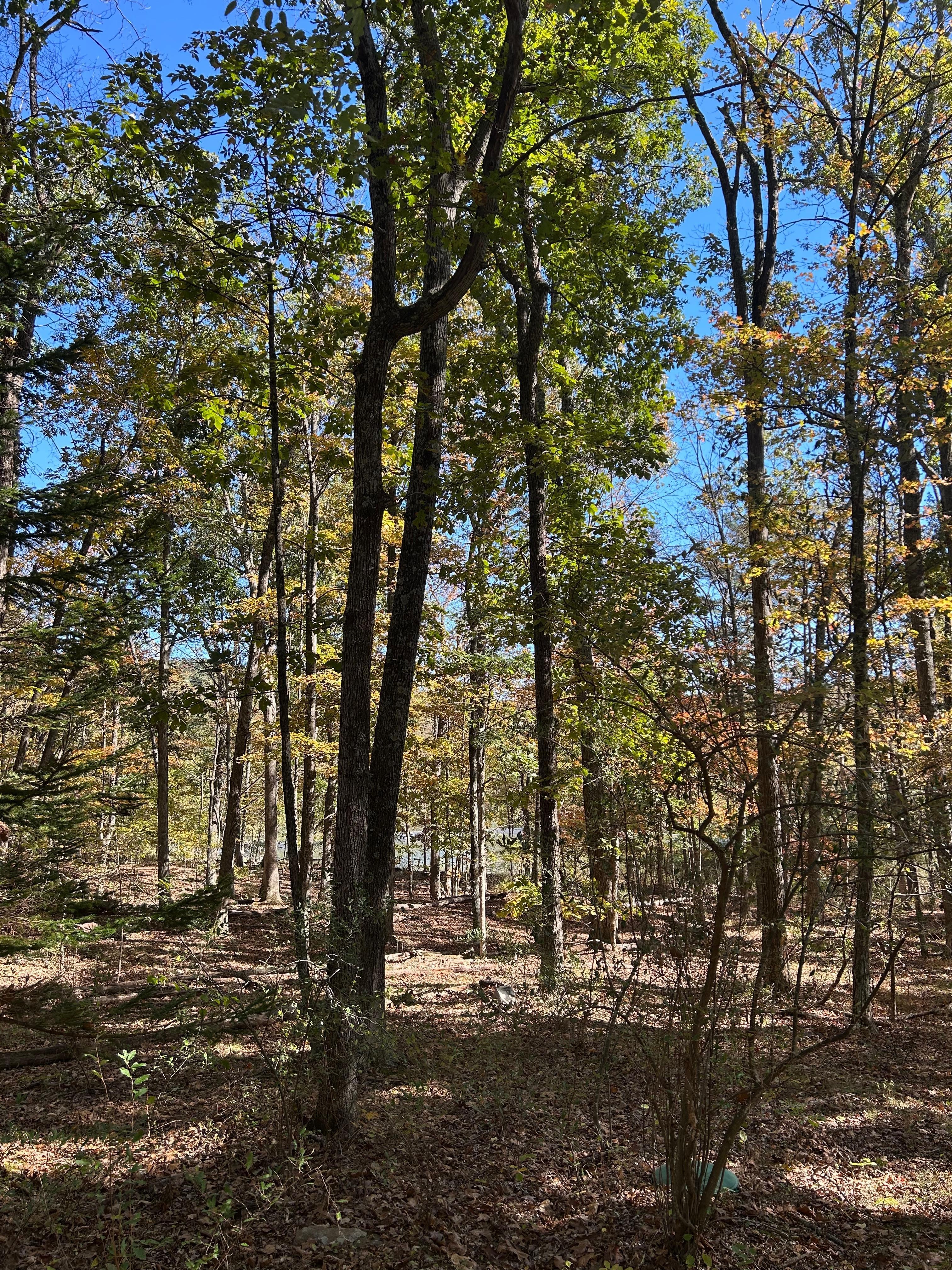 Serene view from deck, so peaceful.