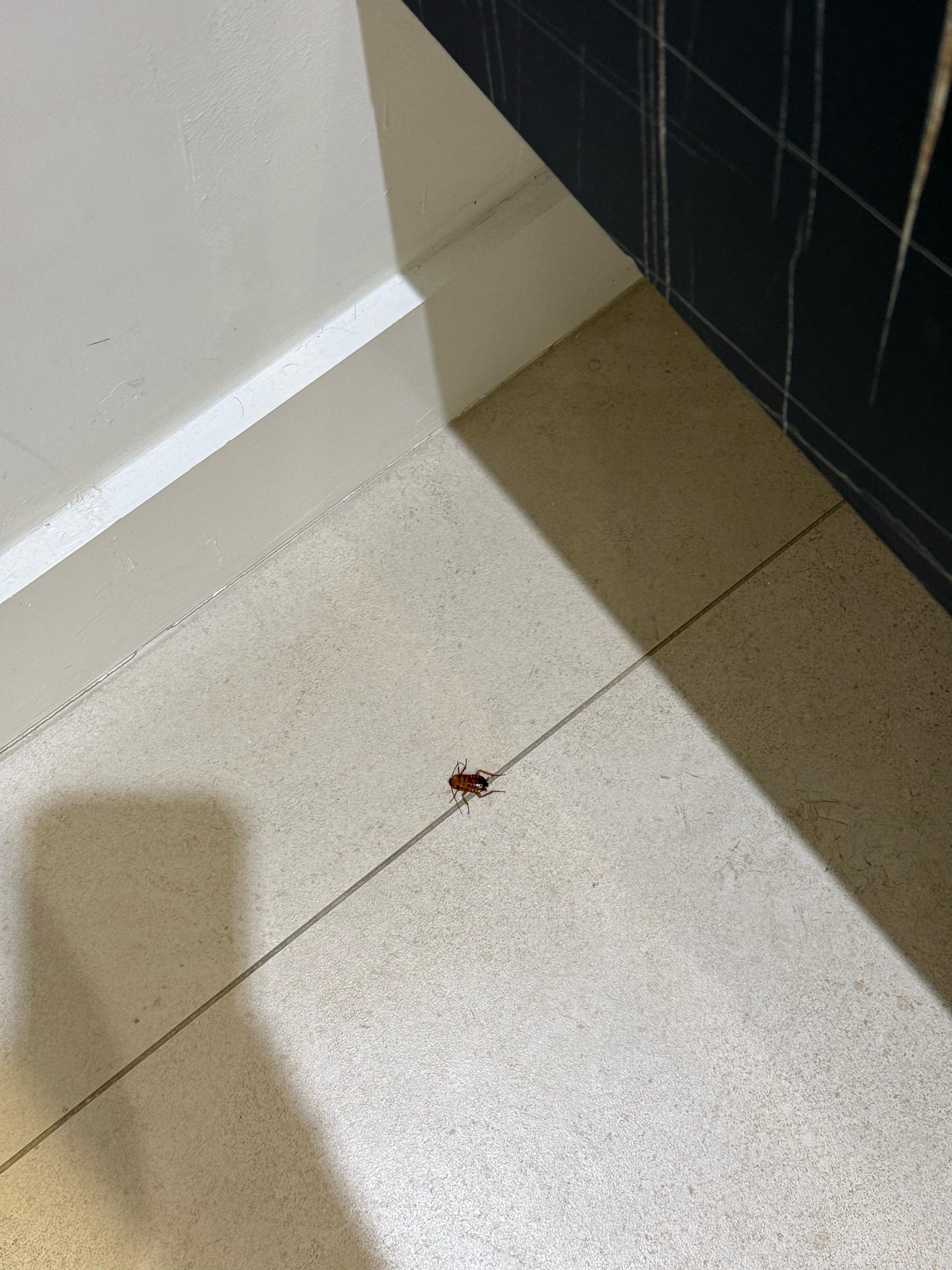 Dead cockroach that I supposedly planted there