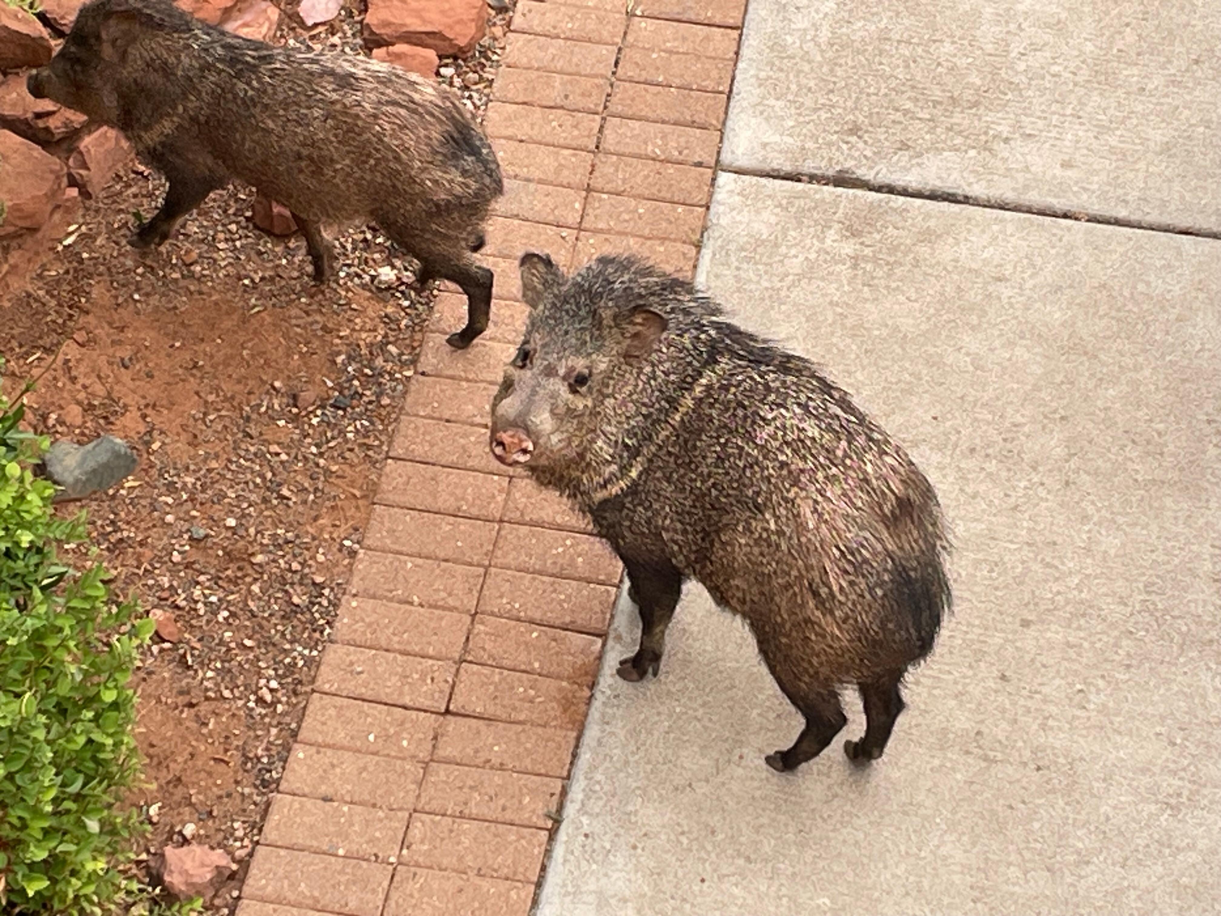 One of our morning visitors. 