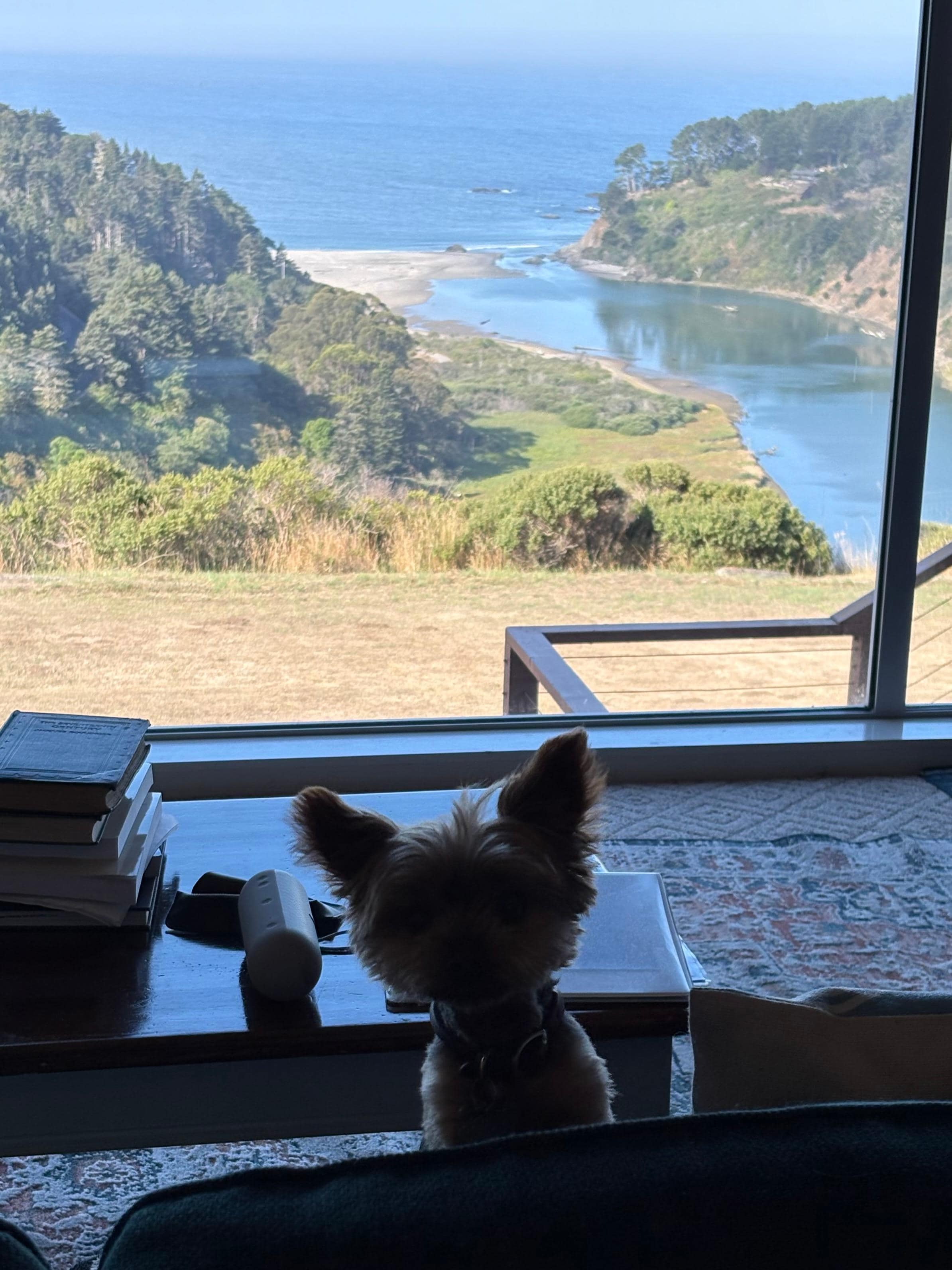 Our small dog in the living room