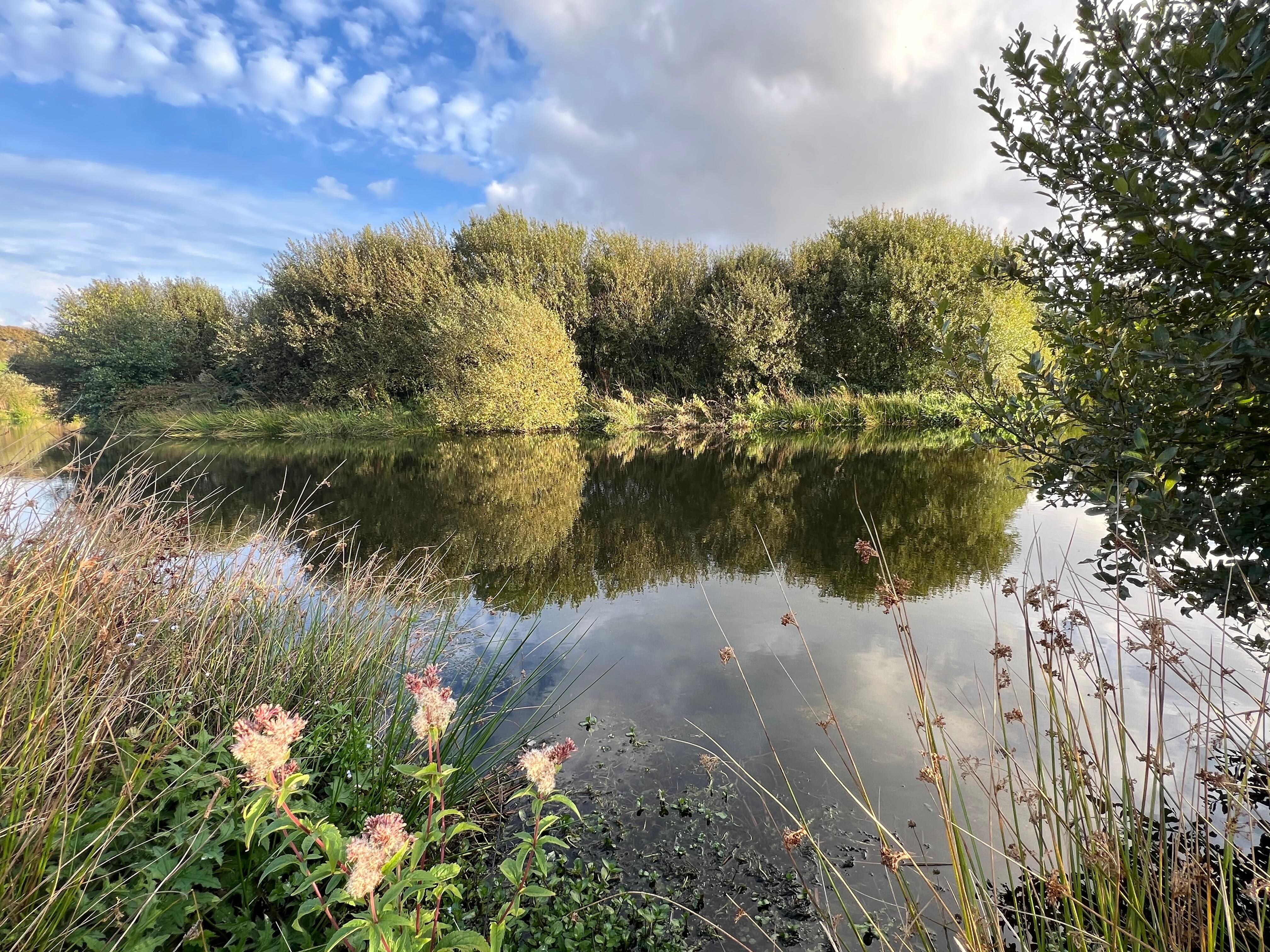 Afternoon at the pond