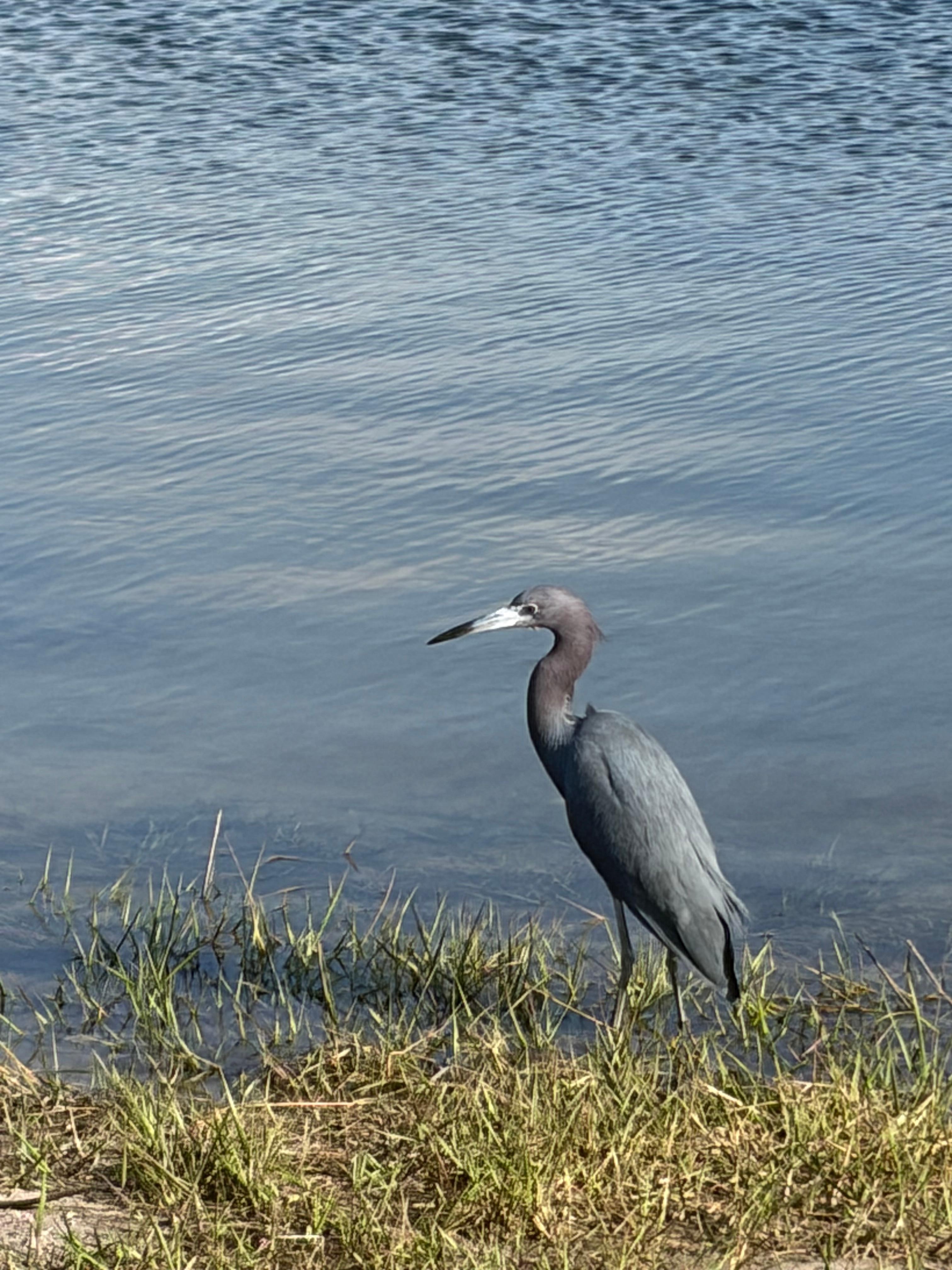 Herons hanging out at the Community Park. 