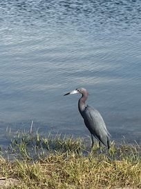 Herons hanging out at the Community Park.
