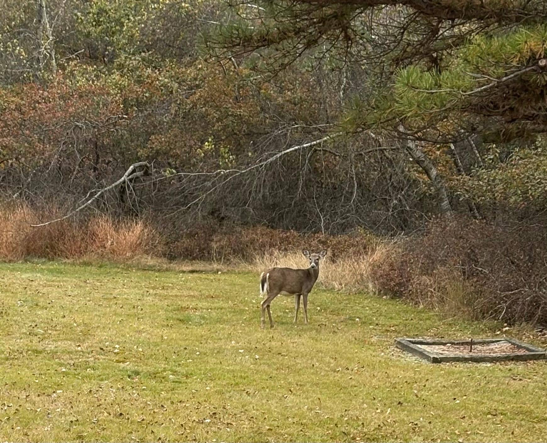 Right in the backyard of the property!