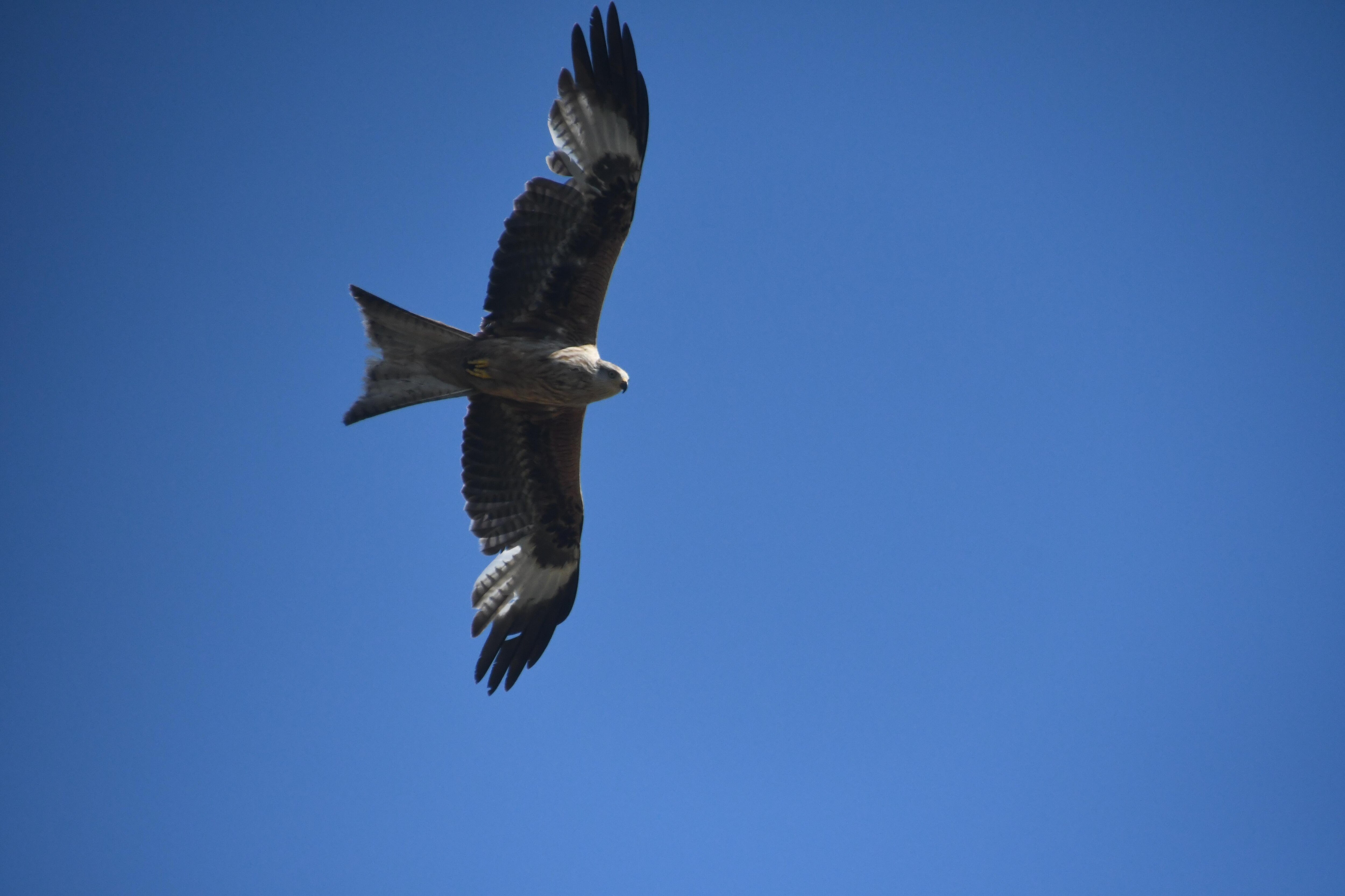 A red kite at Rhossili.