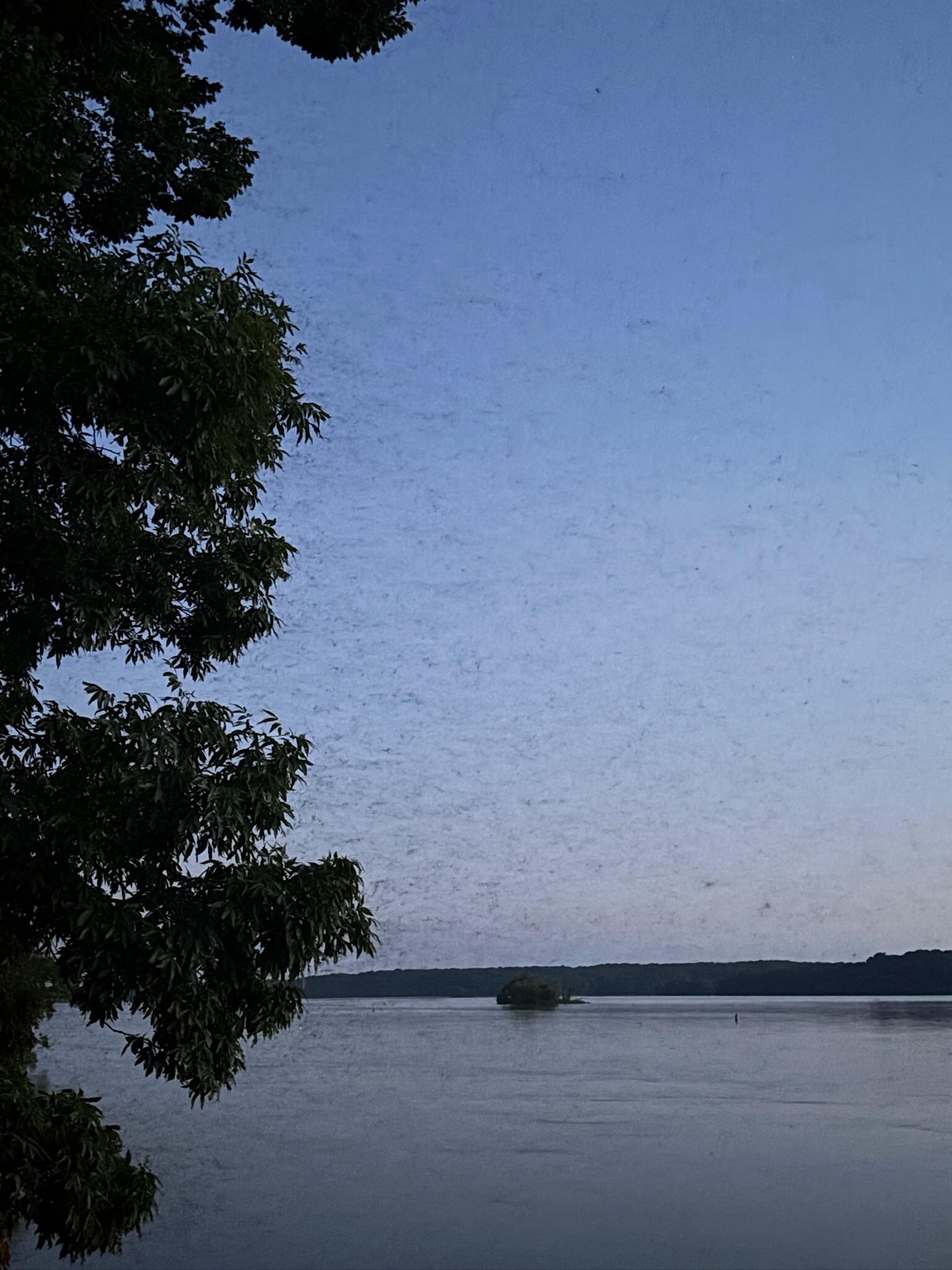 Swarming mayflies 