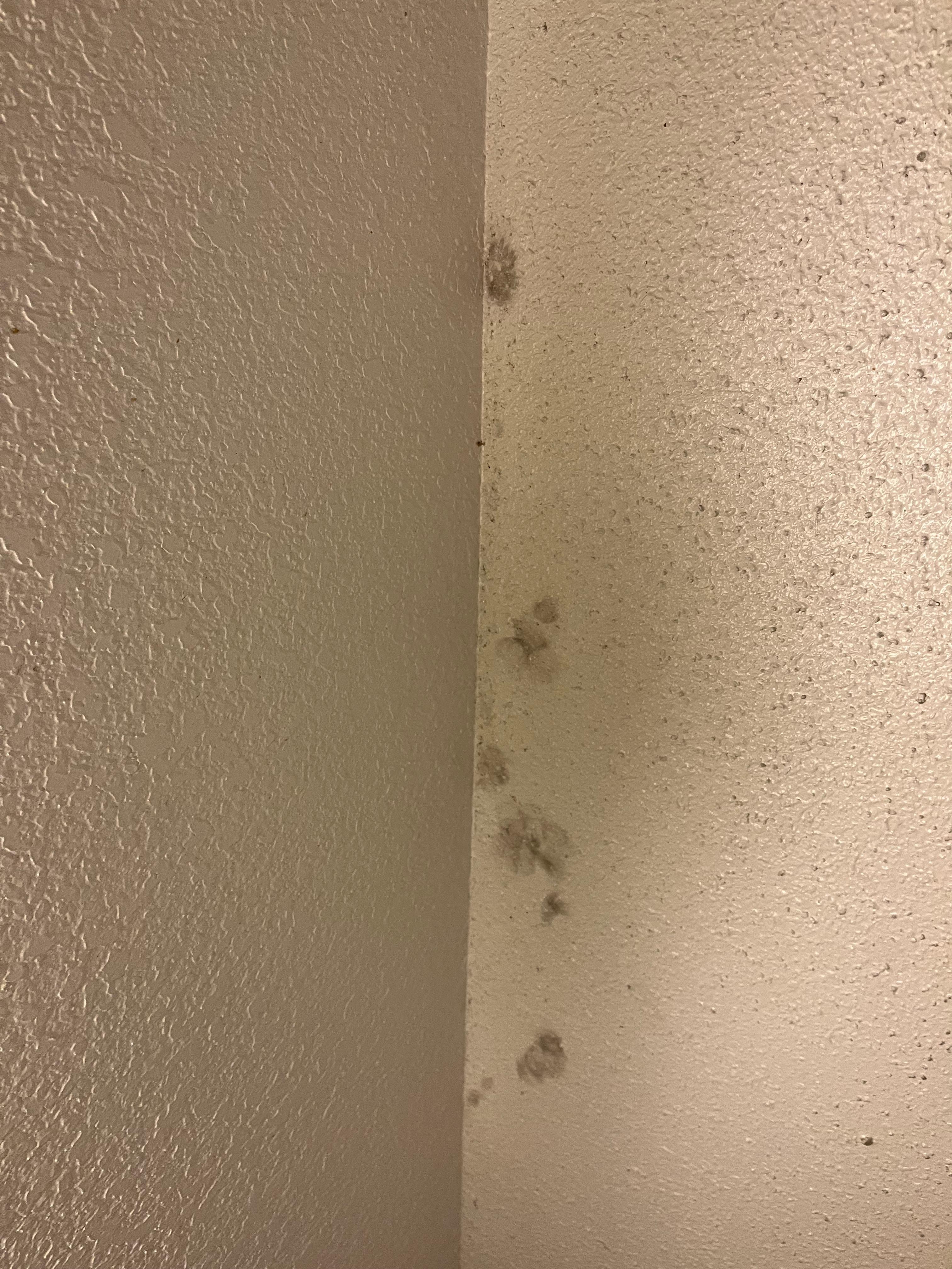 Mold on ceiling 