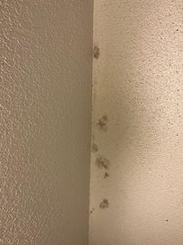 Mold on ceiling