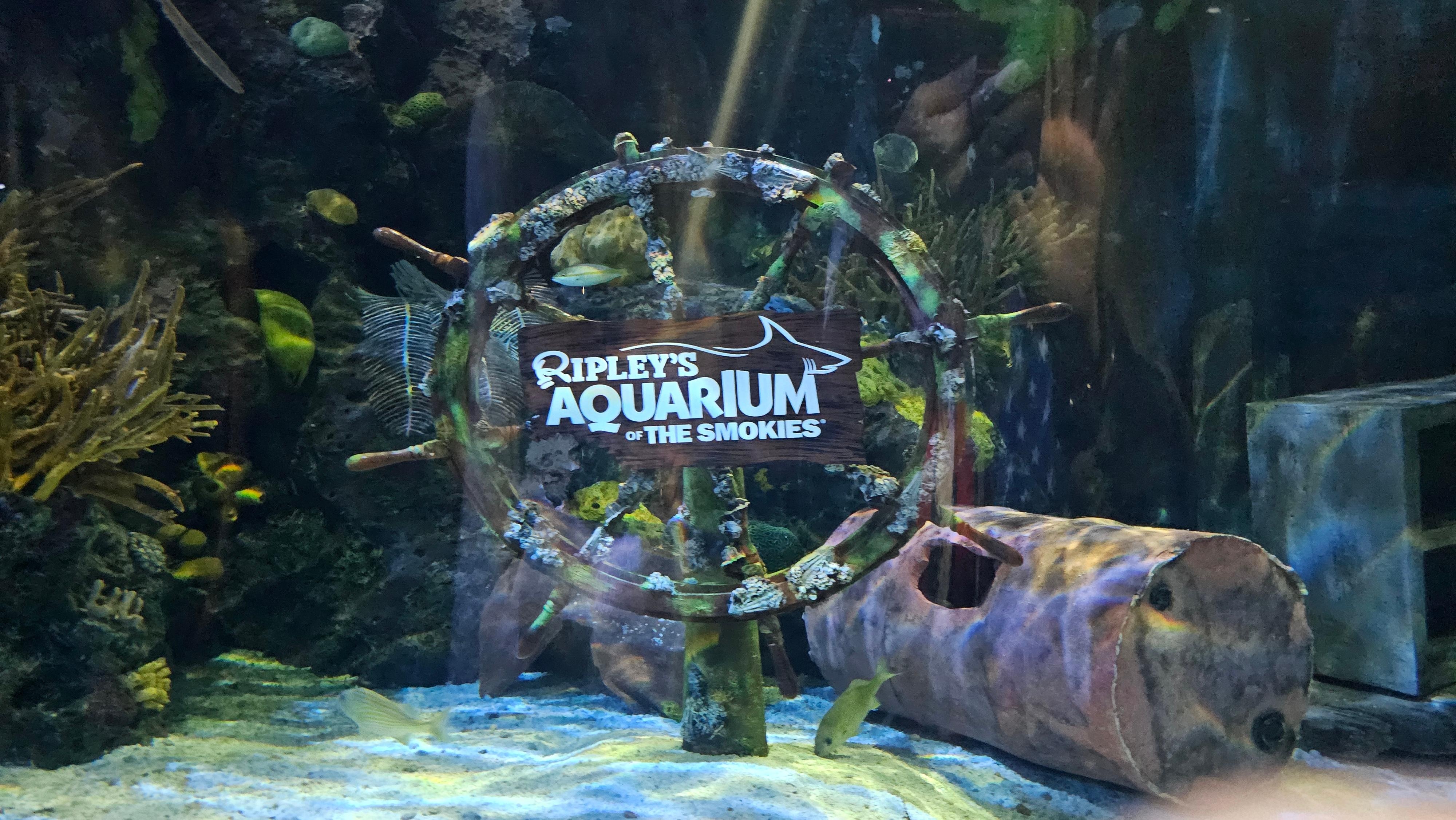 The Ripley's Aquarium was Awesome 🤩