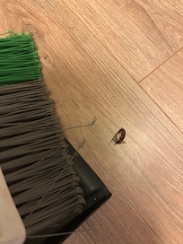 One of many bugs inside