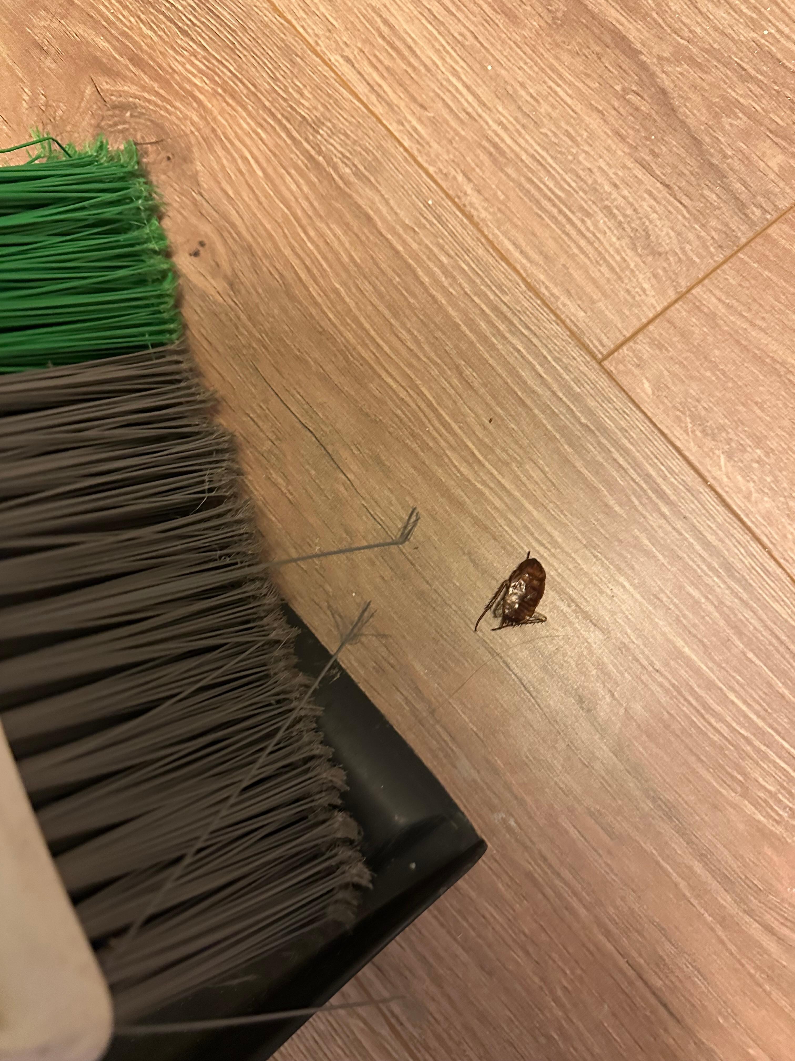 One of many bugs inside