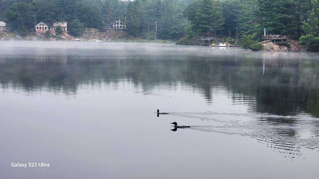 Morning view with Loon calls 