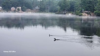 Morning view with Loon calls
