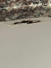 Mold on caulking in sink