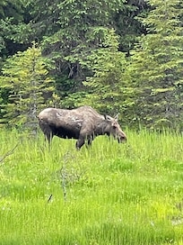 Ms Moose near the parking lot