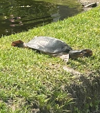 This beautiful turtle was just outside the apt.