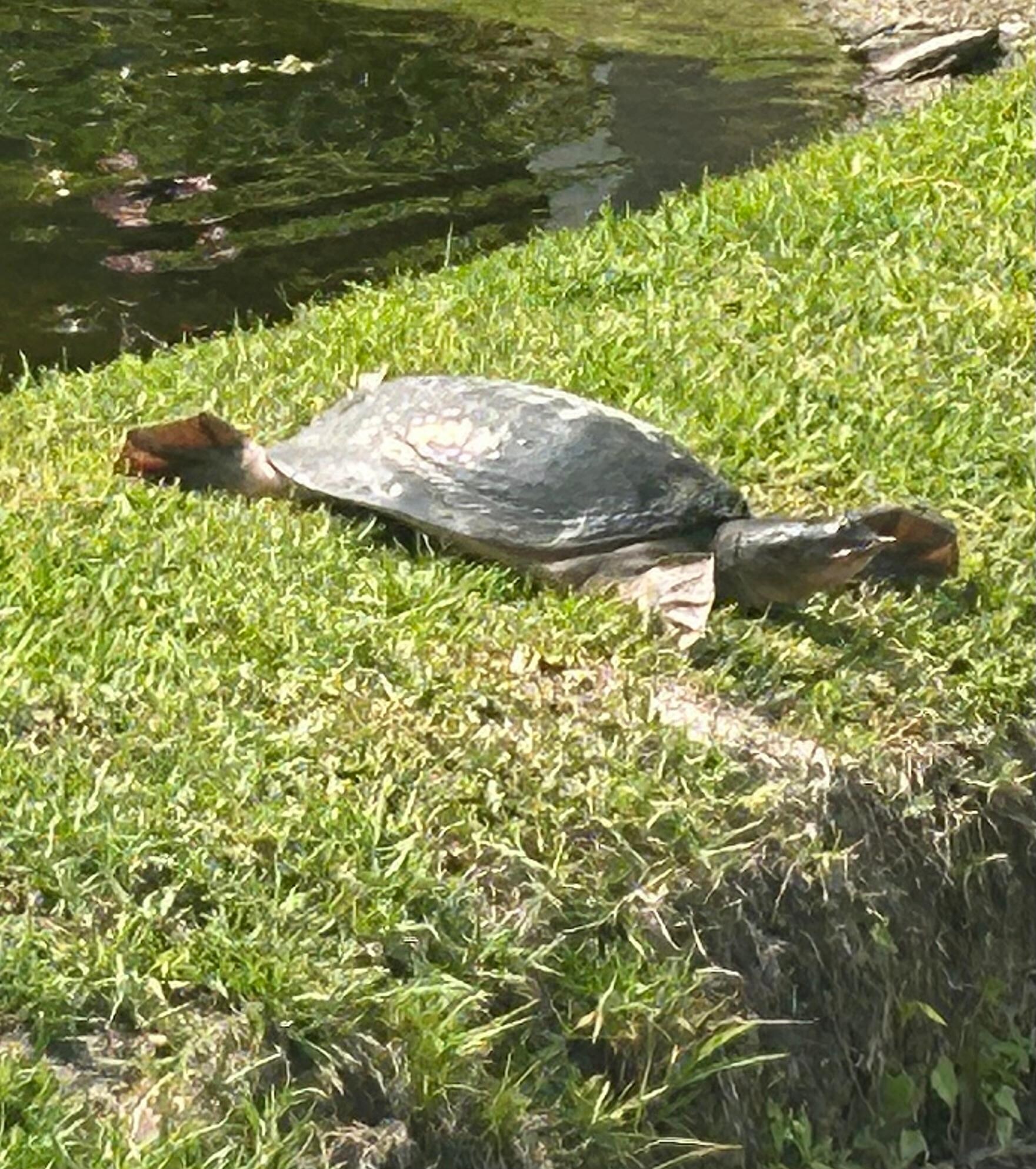 This beautiful turtle was just outside the apt. 