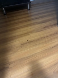 Roaches