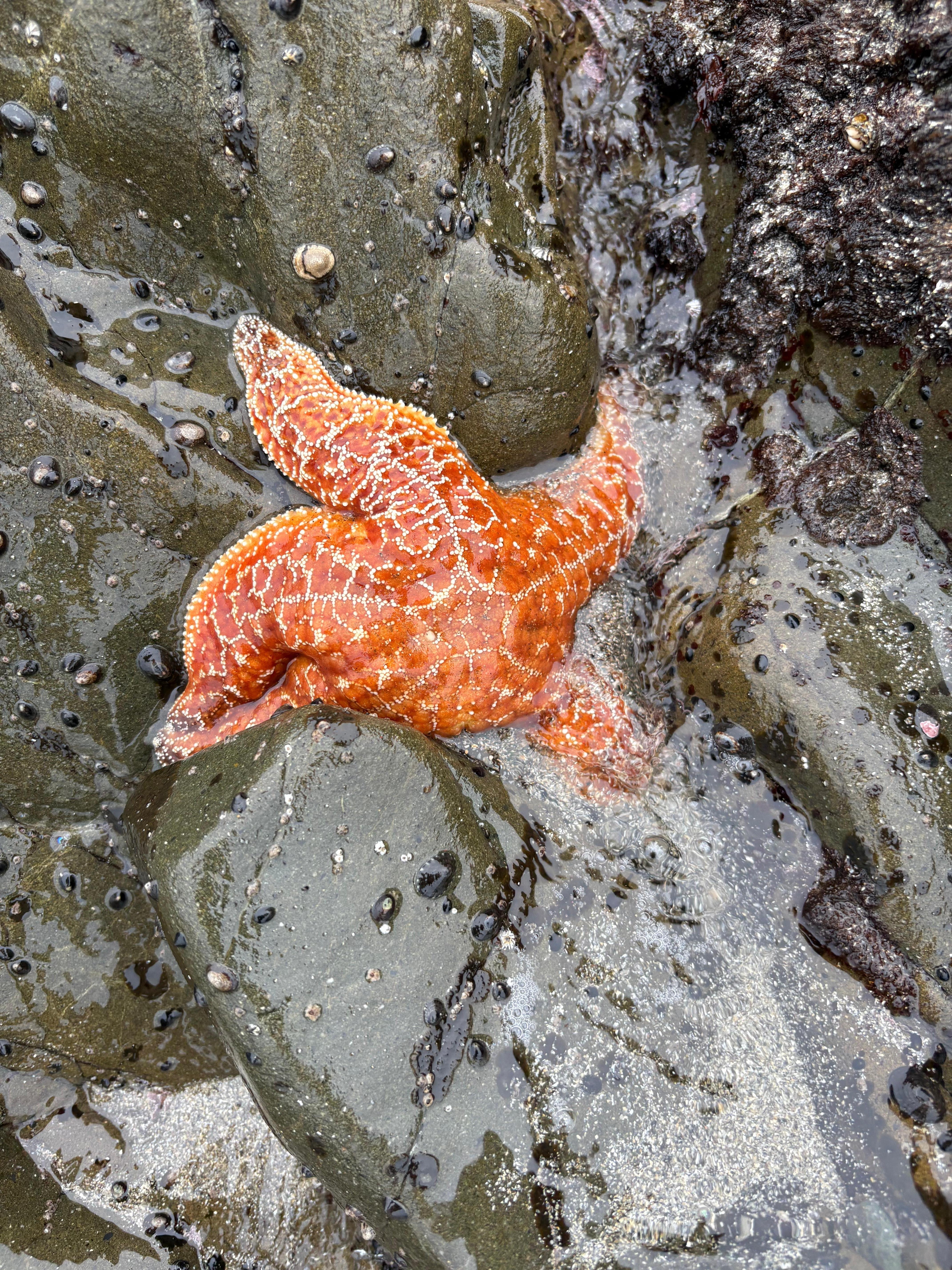 Star fish after low tide 