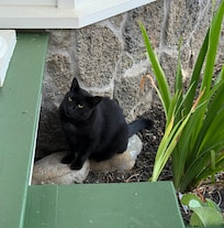 Friendly kitty