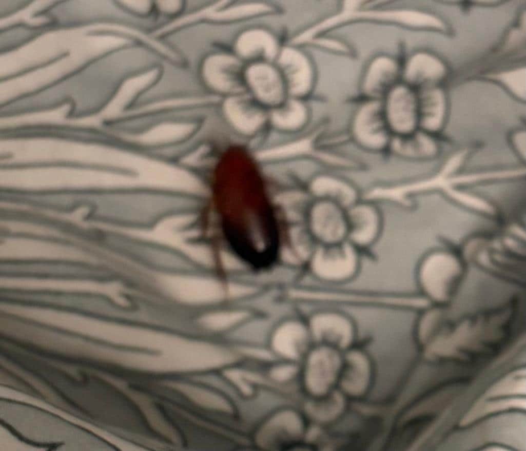 Roach in daughters bed 