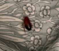 Roach in daughters bed
