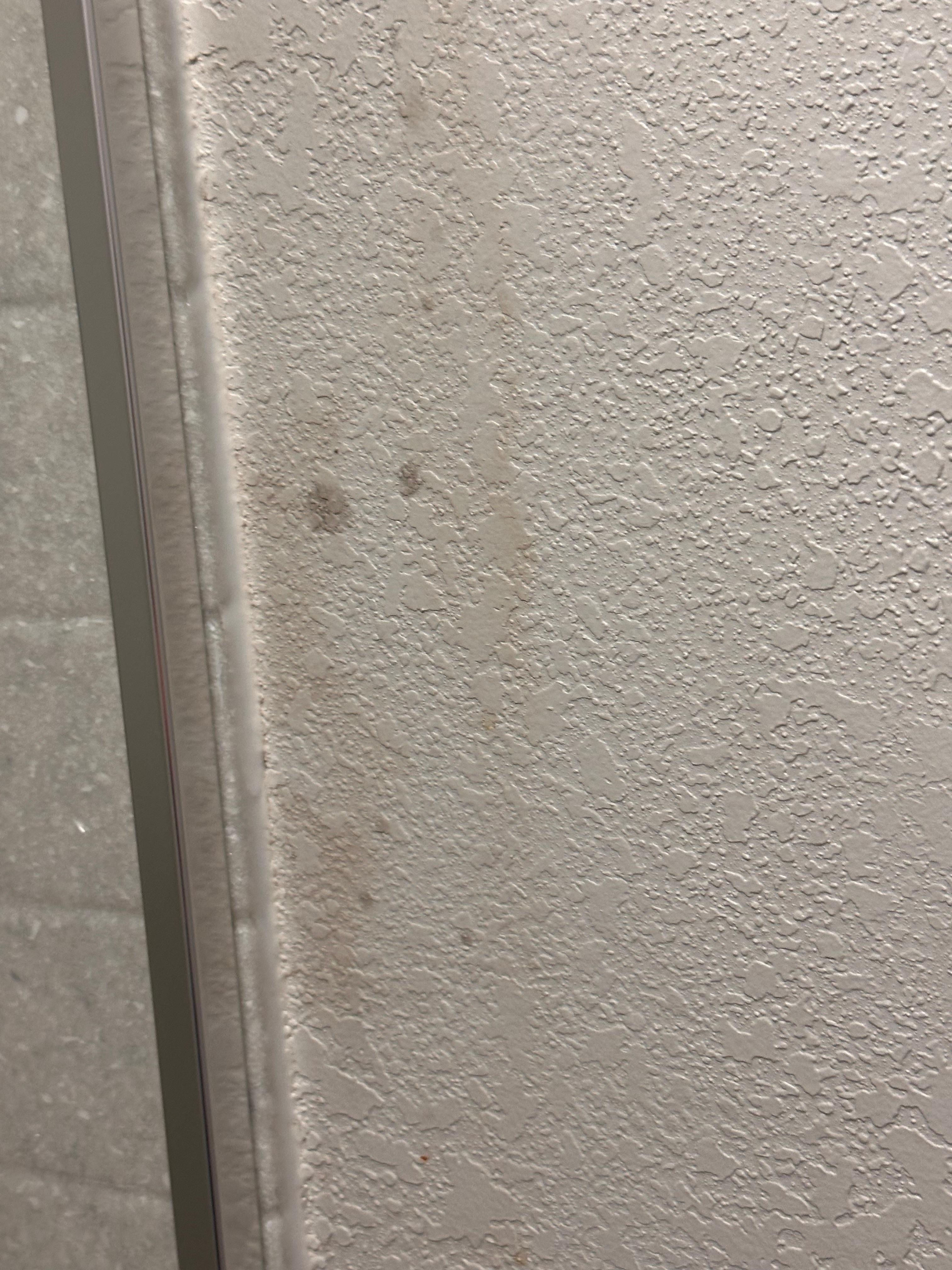 Water stain and mild