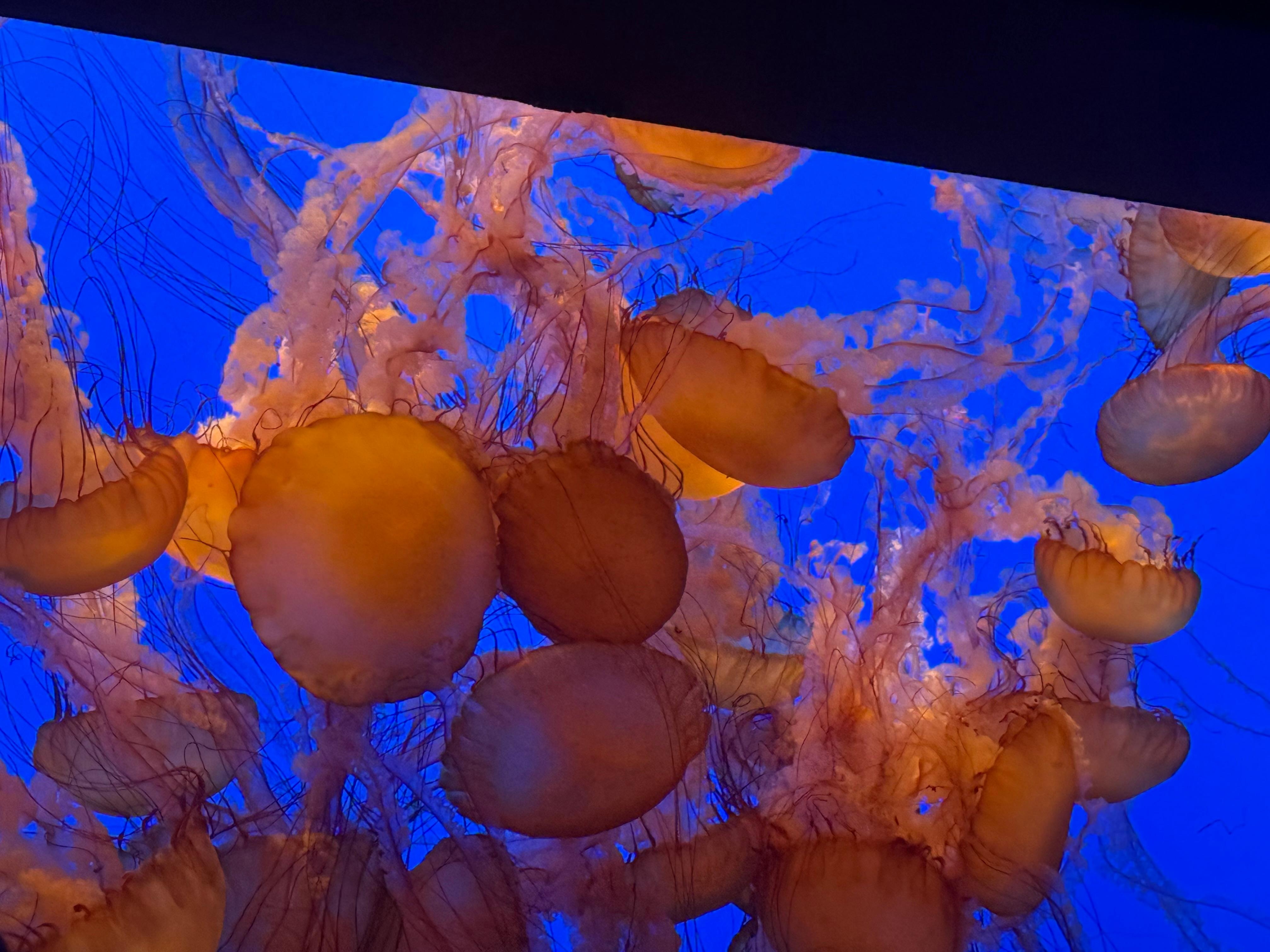 Jelly fish at Monterey Bay Aquarium
