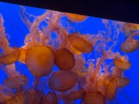 Jelly fish at Monterey Bay Aquarium
