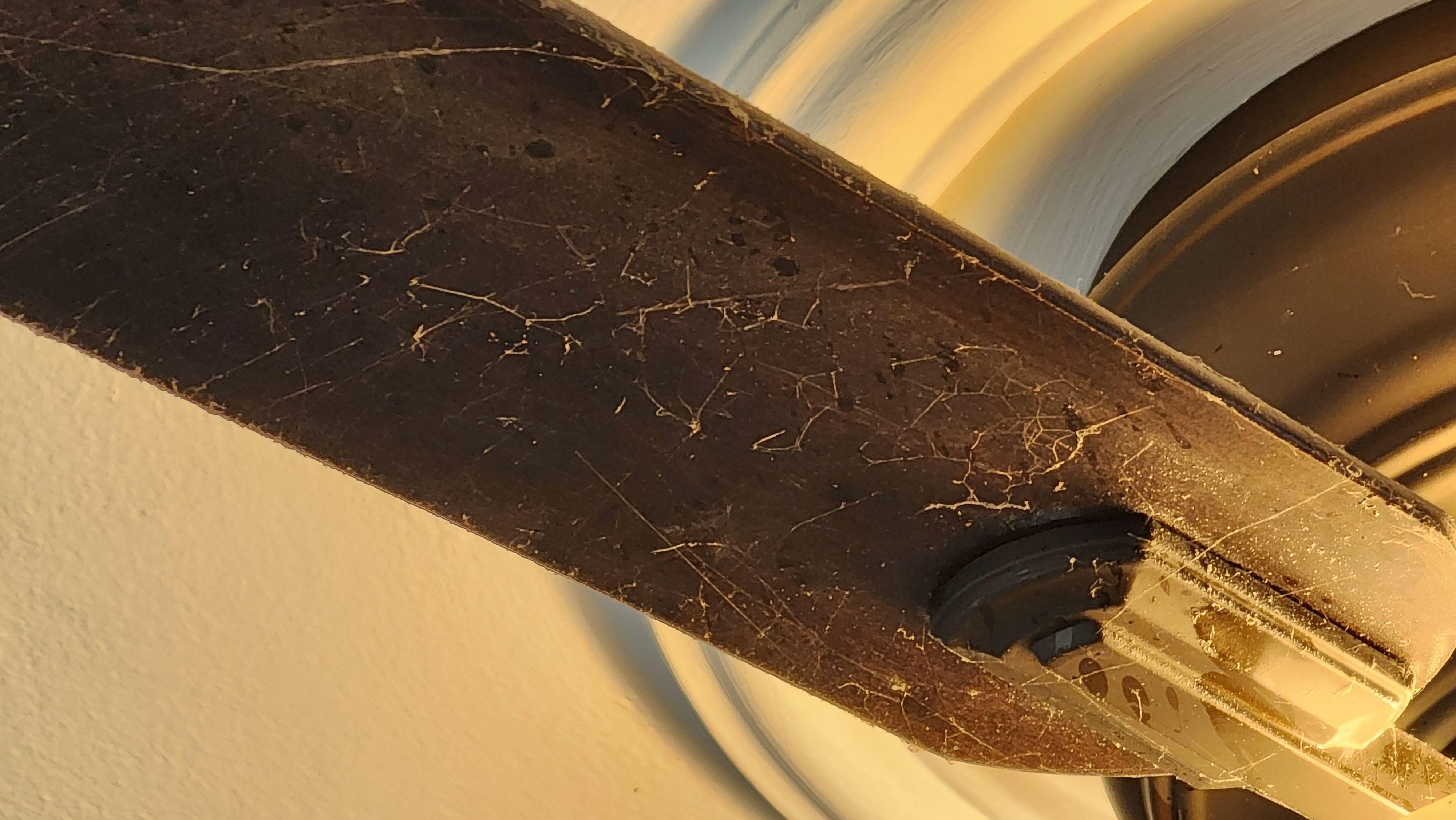 Dining room ceiling fan