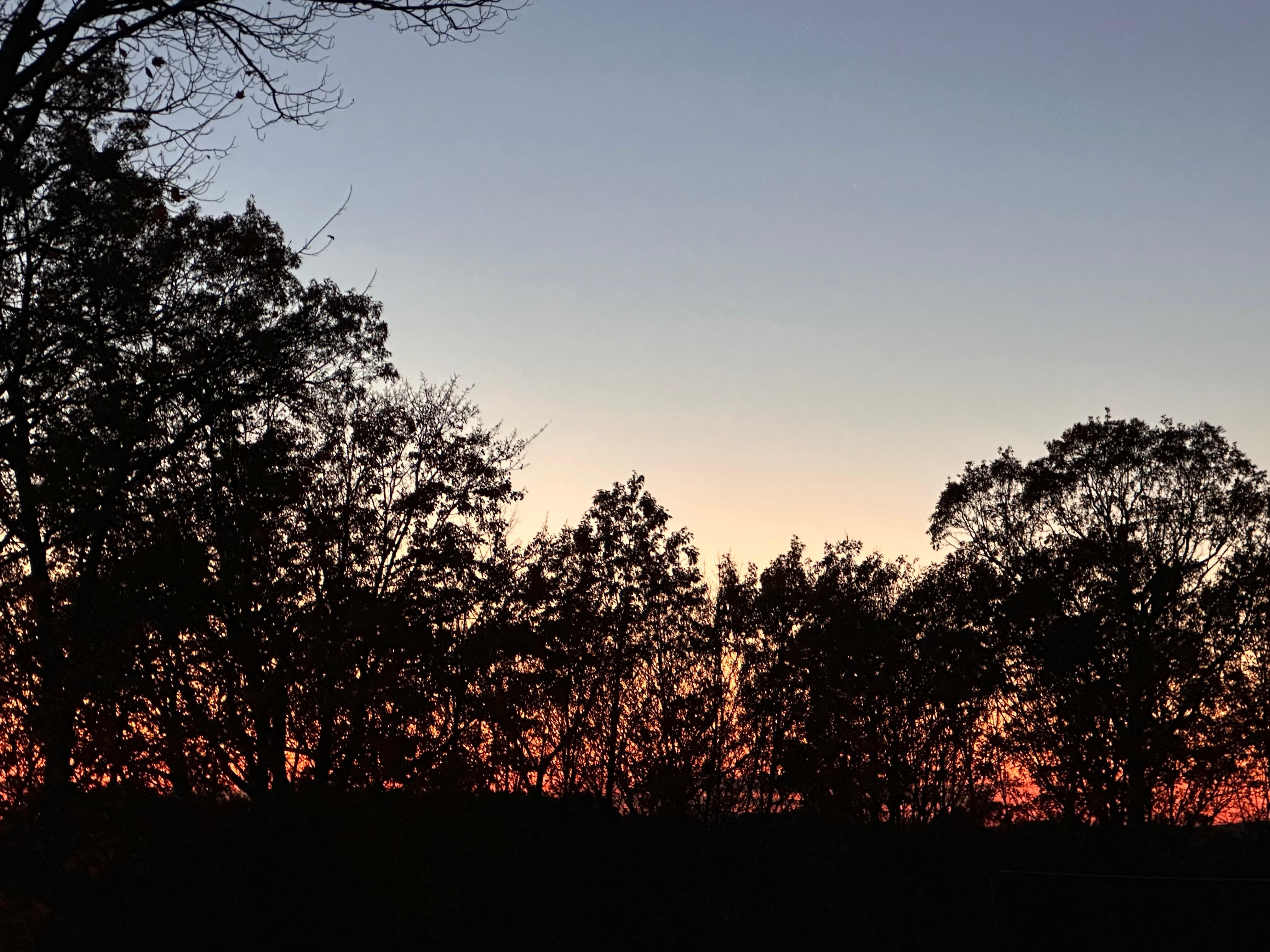 Picture was off the deck overlooking the tree line, Sunday morning waiting for coffee to brew