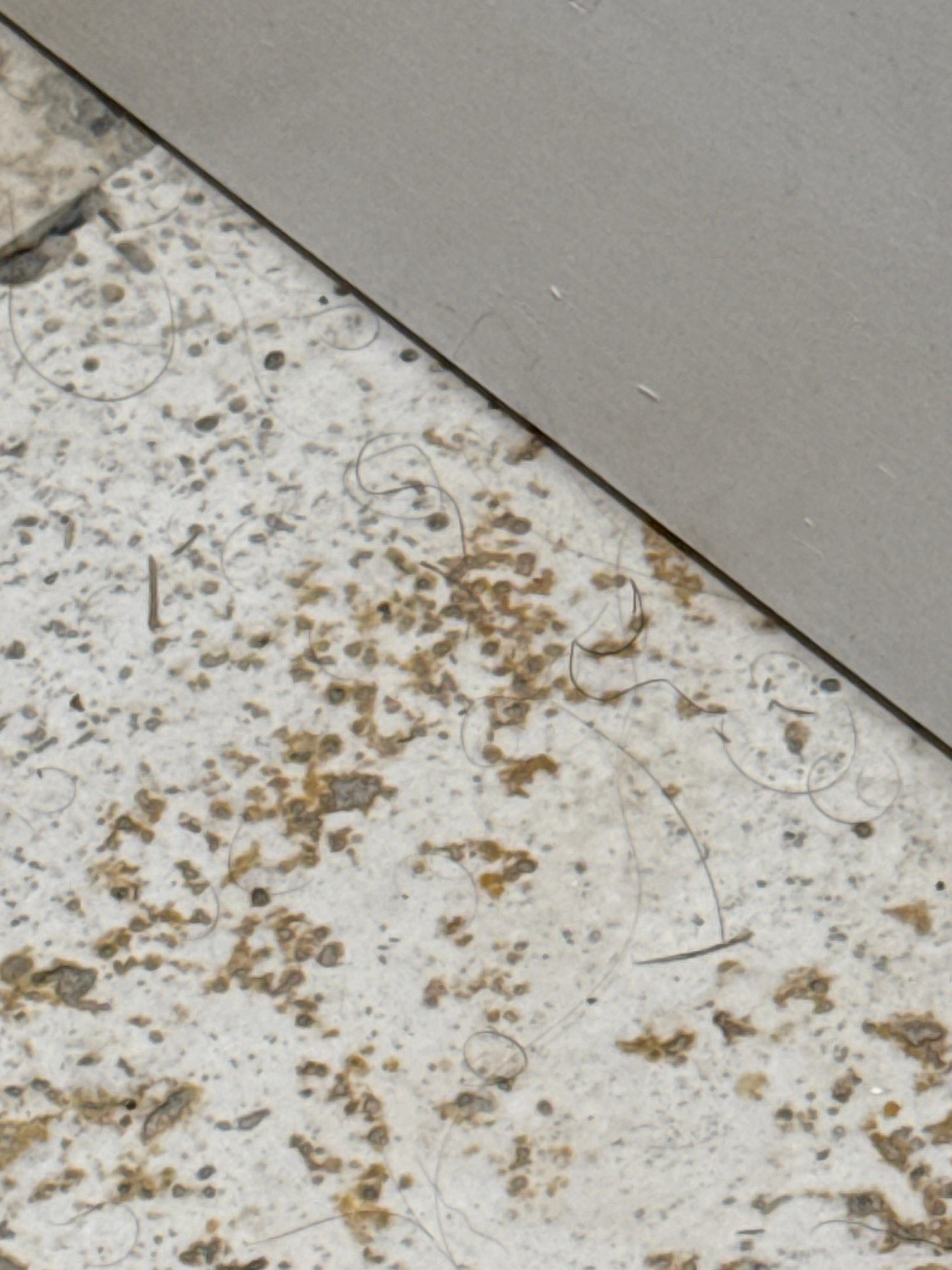 Hair all over floor and floor turned my kids feet black 