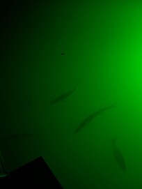 Fish feeding around the lighted dock