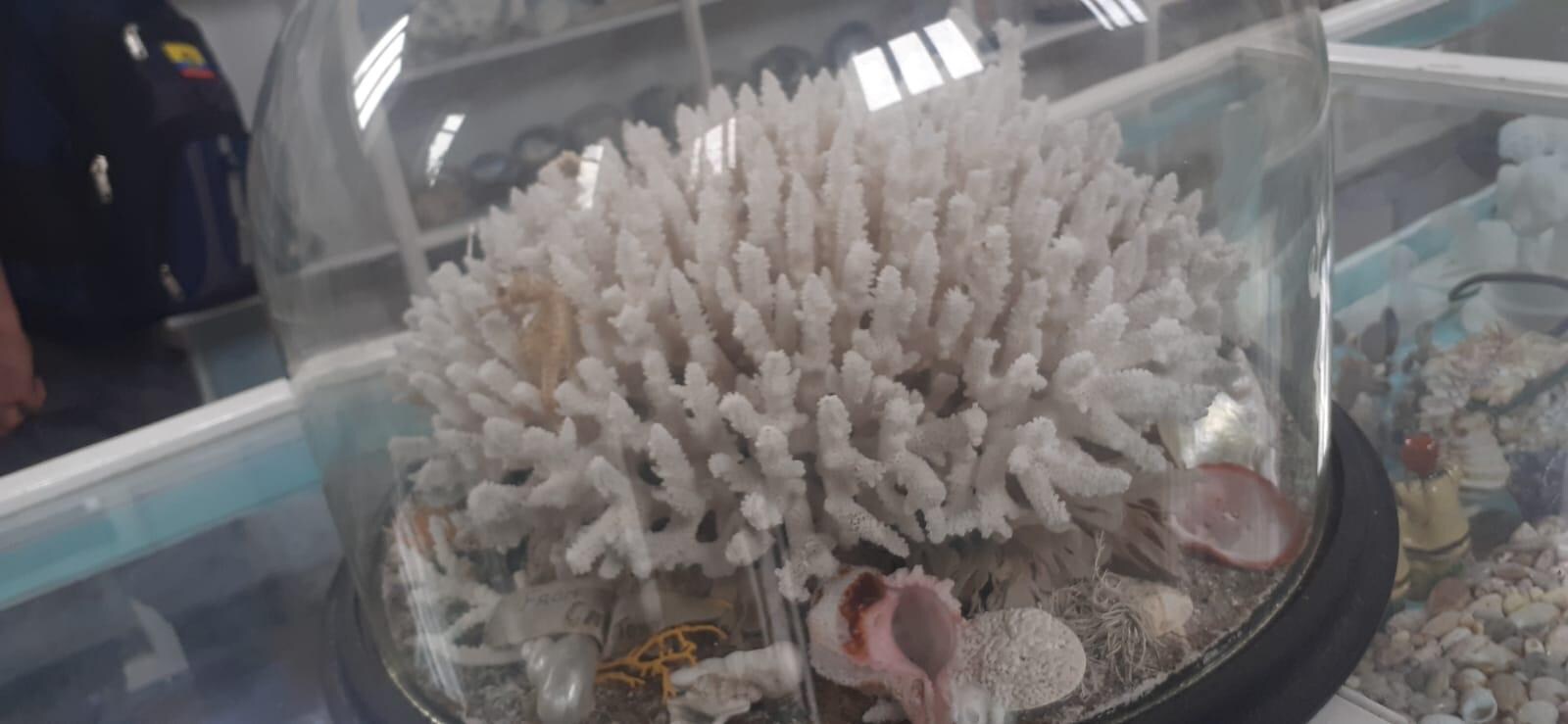 Malvern shell 🐚 museum 