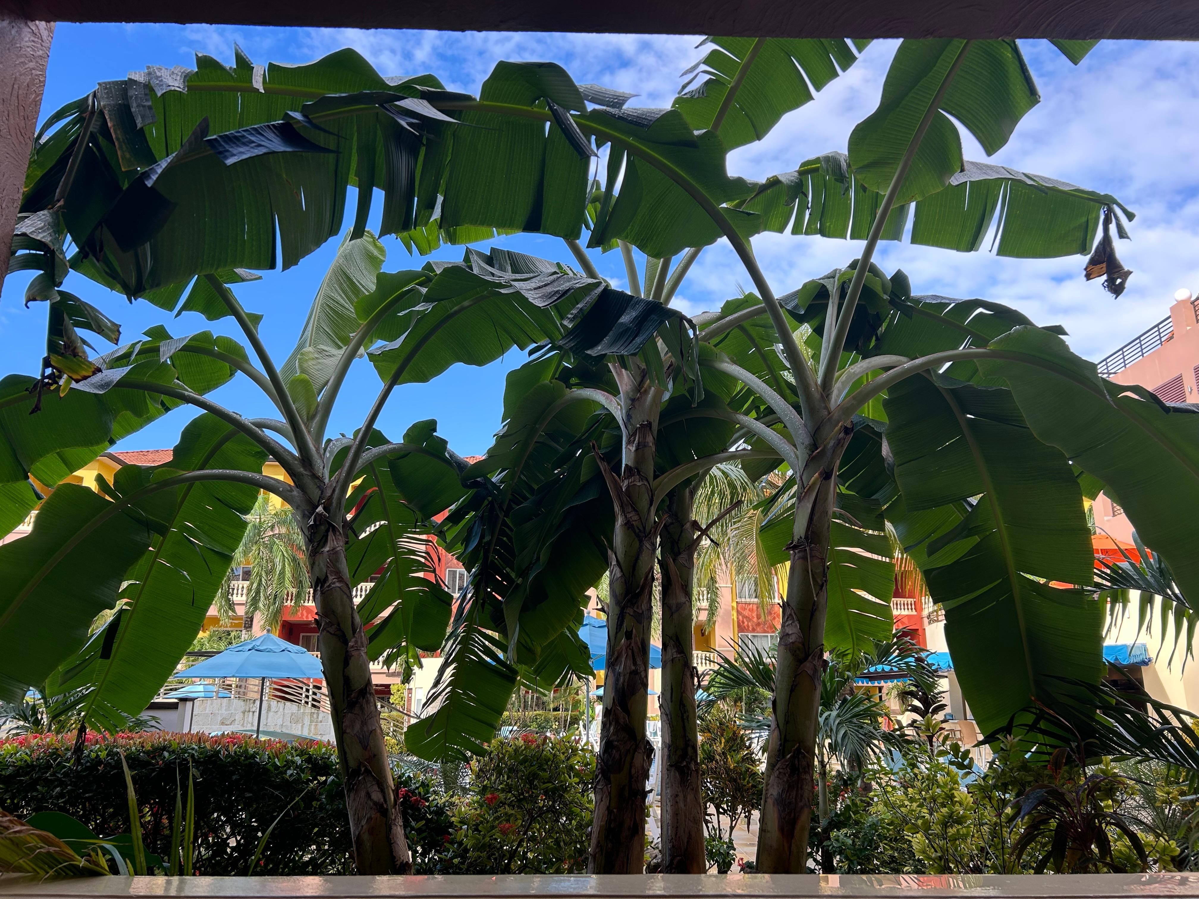 Incredible foliage around the complex 