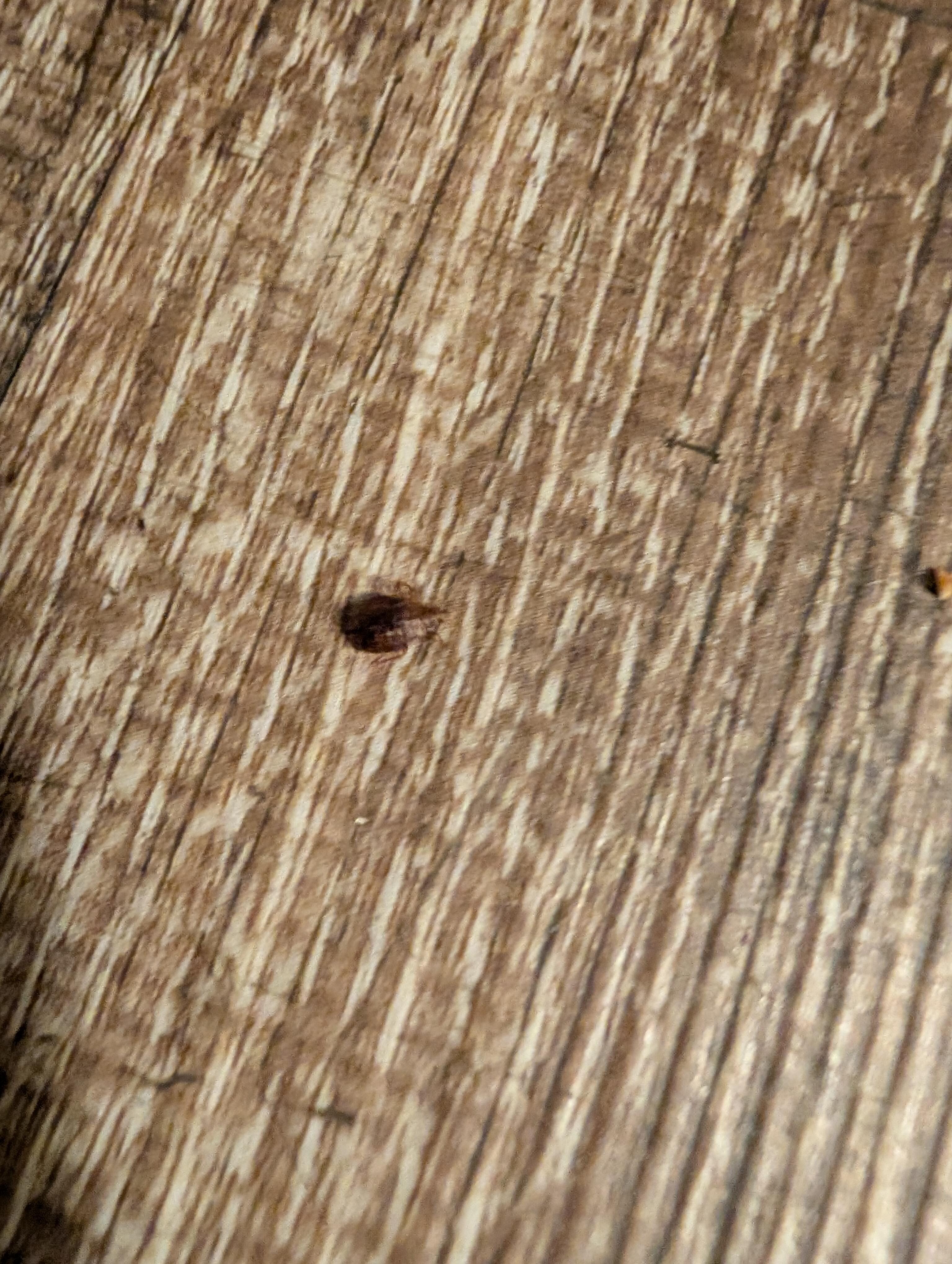bed bugs